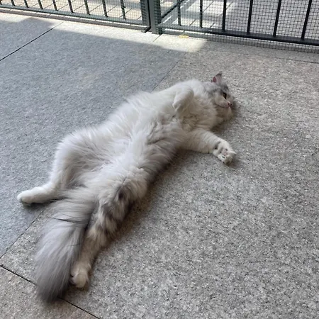 Gli Archi Di Aldalu * Pinerolo